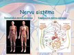 Presentations 'Veģetatīvā nervu sistēma', 2.