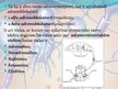 Presentations 'Veģetatīvā nervu sistēma', 12.