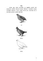 Research Papers 'Vistveidīgo putnu kārta', 8.