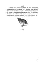 Research Papers 'Vistveidīgo putnu kārta', 9.