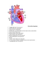Summaries, Notes 'Sirds, sirds asinsvadu sistēma', 8.