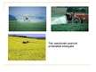 Presentations 'Intensīvās lauksaimniecības ietekme uz vidi', 5.
