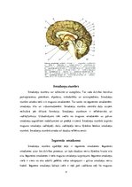Research Papers 'Cilvēka galvas smadzenes, to struktūras un funkcijas', 4.