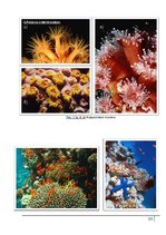 Research Papers 'Коралловые рифы и возможности их спасения', 33.