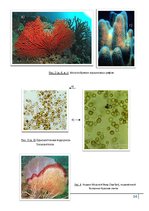 Research Papers 'Коралловые рифы и возможности их спасения', 34.