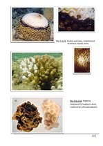 Research Papers 'Коралловые рифы и возможности их спасения', 35.