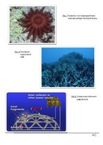 Research Papers 'Коралловые рифы и возможности их спасения', 36.