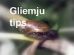 Presentations 'Gliemju tips', 1.