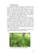 Term Papers 'Invazīvo augu sugu ierobežošana dabas parkā "Ragakāpa"', 10.
