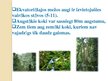 Presentations 'Mitrie ekvatoriālie meži jeb selvas', 4.