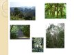 Presentations 'Mitrie ekvatoriālie meži jeb selvas', 7.