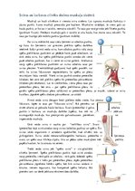 Summaries, Notes 'Biomehānika', 3.