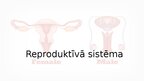 Presentations 'Reproduktīvā sistēma', 1.