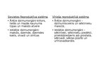 Presentations 'Reproduktīvā sistēma', 3.