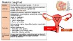 Presentations 'Reproduktīvā sistēma', 5.