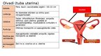 Presentations 'Reproduktīvā sistēma', 11.