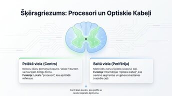 Presentations 'Muguras smadzenes: neiroloģiskā aparatūra un lokālie protokoli', 6.