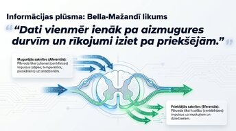 Presentations 'Muguras smadzenes: neiroloģiskā aparatūra un lokālie protokoli', 8.