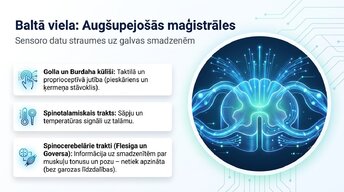 Presentations 'Muguras smadzenes: neiroloģiskā aparatūra un lokālie protokoli', 9.