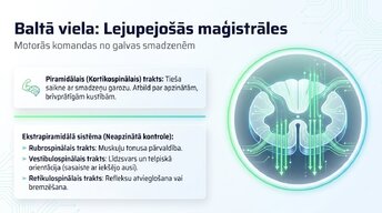 Presentations 'Muguras smadzenes: neiroloģiskā aparatūra un lokālie protokoli', 10.
