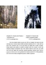 Research Papers 'Baldones meža biotopi - pirmatnējās dabas daudzveidība un nozīme', 24.
