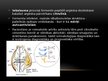 Presentations 'Osteoartrīta un reimatoīdā artrīta laboratoriskā izmeklēšana', 8.
