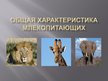 Presentations 'Общая характеристика млекопитающих', 1.