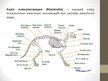 Presentations 'Общая характеристика млекопитающих', 2.