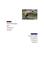 Summaries, Notes 'Dinozauri', 2.