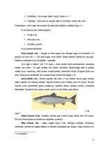 Term Papers 'Zivju ēdienu piedāvājuma analīze Liepājas pilsētas sabiedriskajos ēdināšanas uzņ', 26.