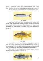 Term Papers 'Zivju ēdienu piedāvājuma analīze Liepājas pilsētas sabiedriskajos ēdināšanas uzņ', 27.