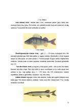 Term Papers 'Zivju ēdienu piedāvājuma analīze Liepājas pilsētas sabiedriskajos ēdināšanas uzņ', 28.