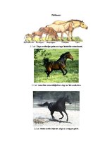 Research Papers 'Zirgu un jāšanas sporta nozīmīgums 21.gadsimtā', 12.