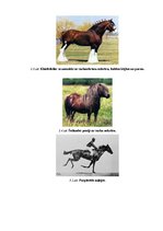 Research Papers 'Zirgu un jāšanas sporta nozīmīgums 21.gadsimtā', 13.