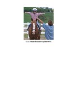 Research Papers 'Zirgu un jāšanas sporta nozīmīgums 21.gadsimtā', 16.