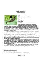 Summaries, Notes 'Uguns salamandra', 1.