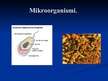Presentations 'Mikroorganismu izmantošana biotehnoloģijā', 3.