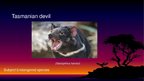 Presentations 'Endangered Species. Tasmanian Devil', 1.
