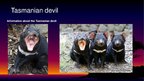 Presentations 'Endangered Species. Tasmanian Devil', 2.