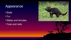 Presentations 'Endangered Species. Tasmanian Devil', 3.