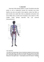 Research Papers 'Sirds un asinsrites orgānu sistēma', 14.