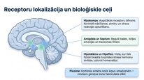 Presentations 'Kortizola loma organismā un stresa reakcijā', 7.