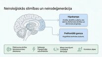 Presentations 'Kortizola loma organismā un stresa reakcijā', 16.