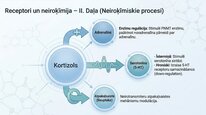 Presentations 'Kortizola loma organismā un stresa reakcijā', 19.