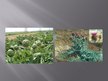 Presentations 'Lauka dārzeņu šķirņu izvēle bioloģiskajā lauksaimniecībā un artišoka audzēšana', 29.