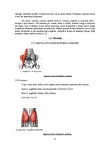 Research Papers 'Fizioterapija pēc augšstilba kaula lūzuma', 6.