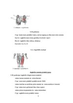 Research Papers 'Fizioterapija pēc augšstilba kaula lūzuma', 8.