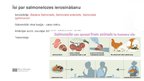Presentations 'Infekcijas slimība salmoneloze', 2.