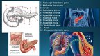 Presentations 'Endokrīnā sistēma', 25.