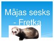 Presentations 'Mājas sesks - fretka', 1.